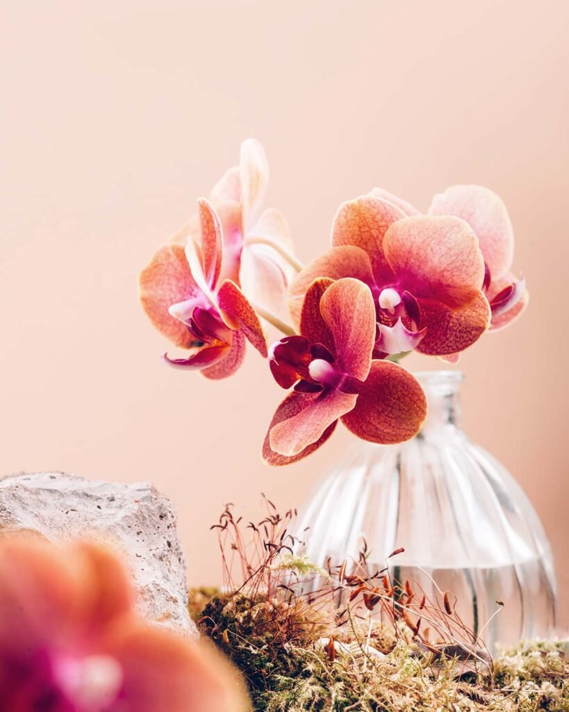orange phalaenopsis orchid plant bxhujbf.jpg